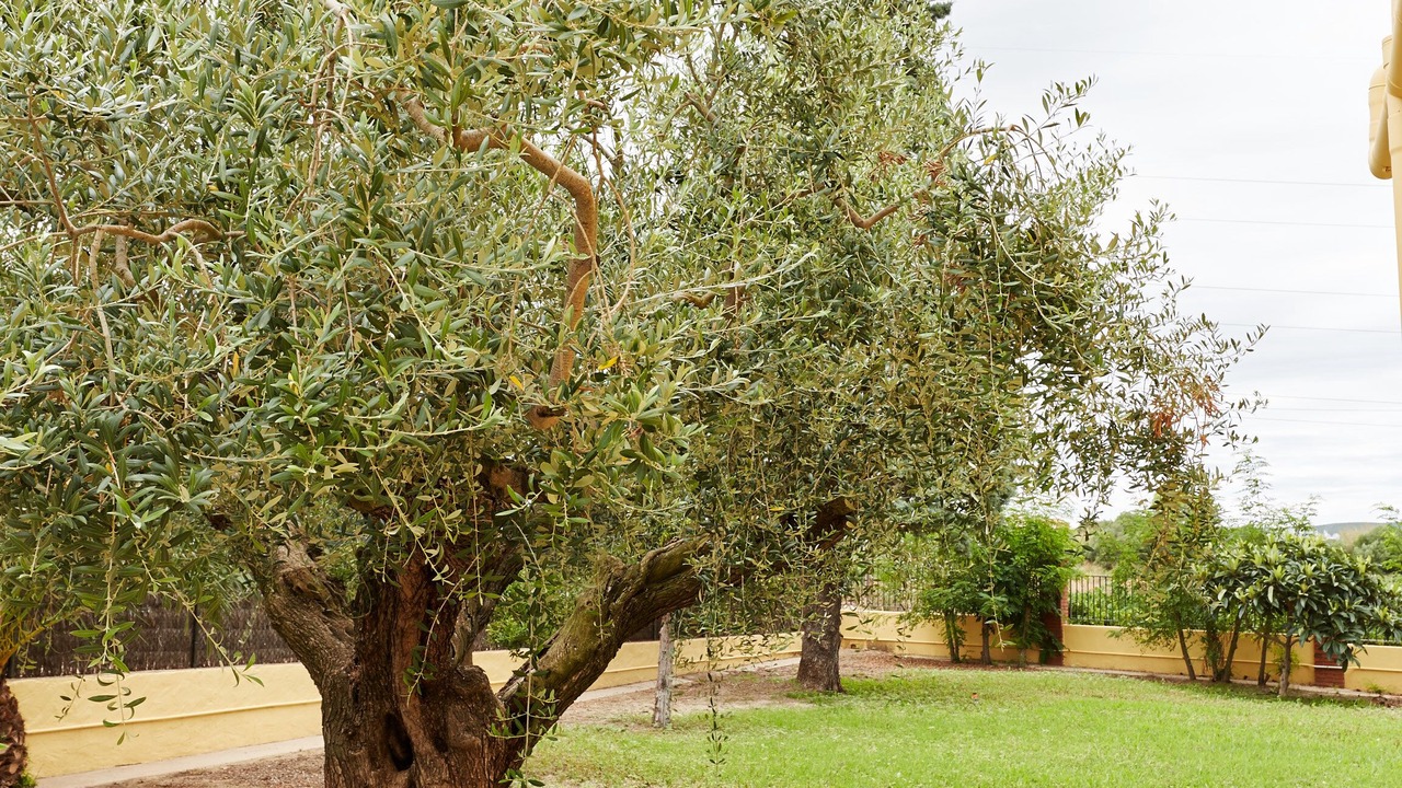 Photo of Outdoor in Arbos