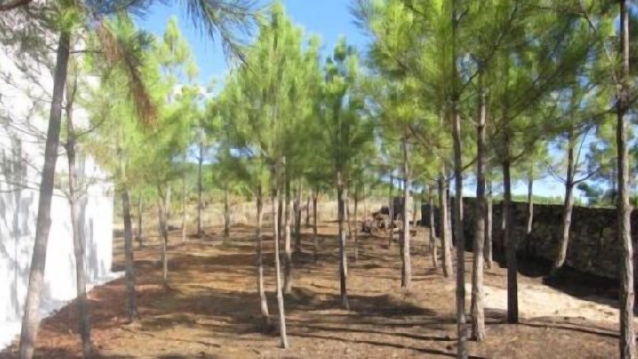 Photo of Others in Pinofranqueado