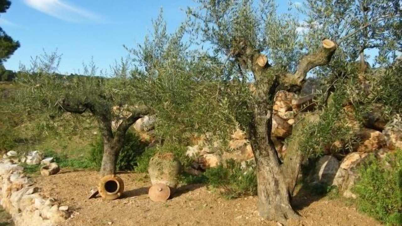 Photo of Outdoor in Torrelles de Foix