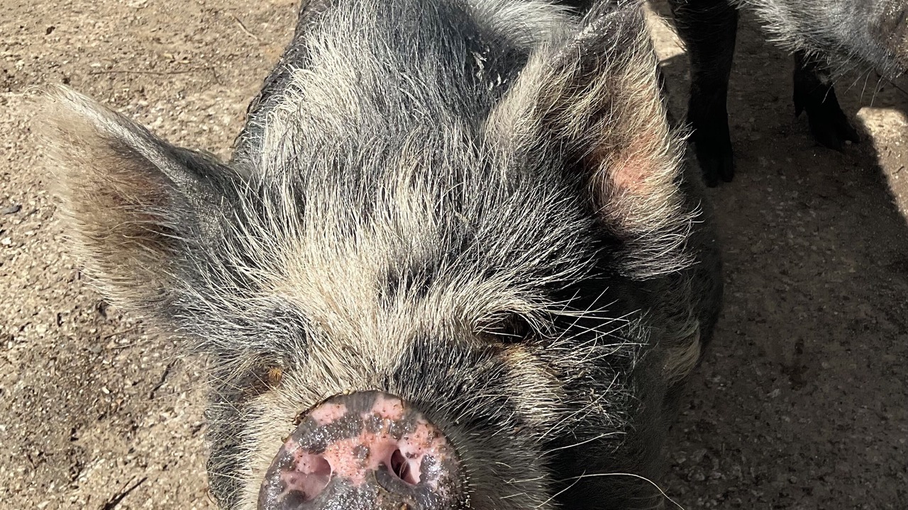 Photo of Others in St Wenn