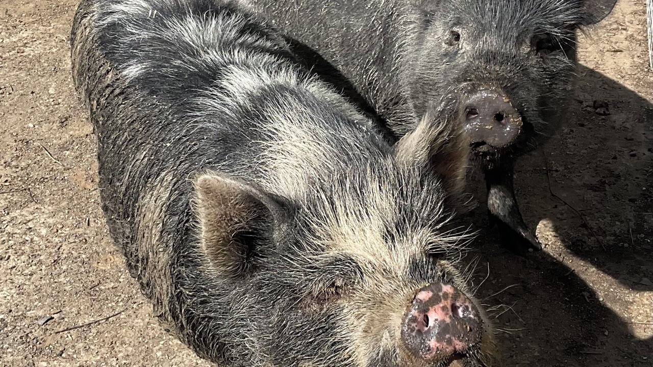 Photo of Others in St Wenn