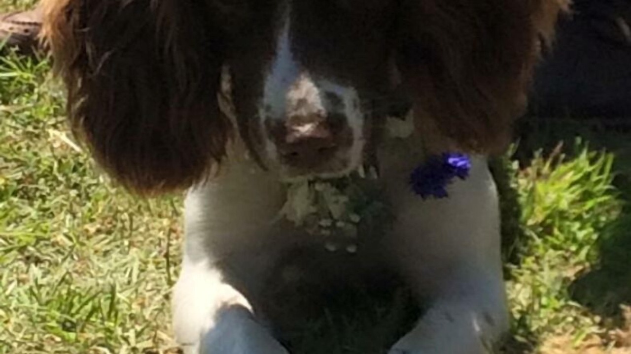 Photo of Others in Probus