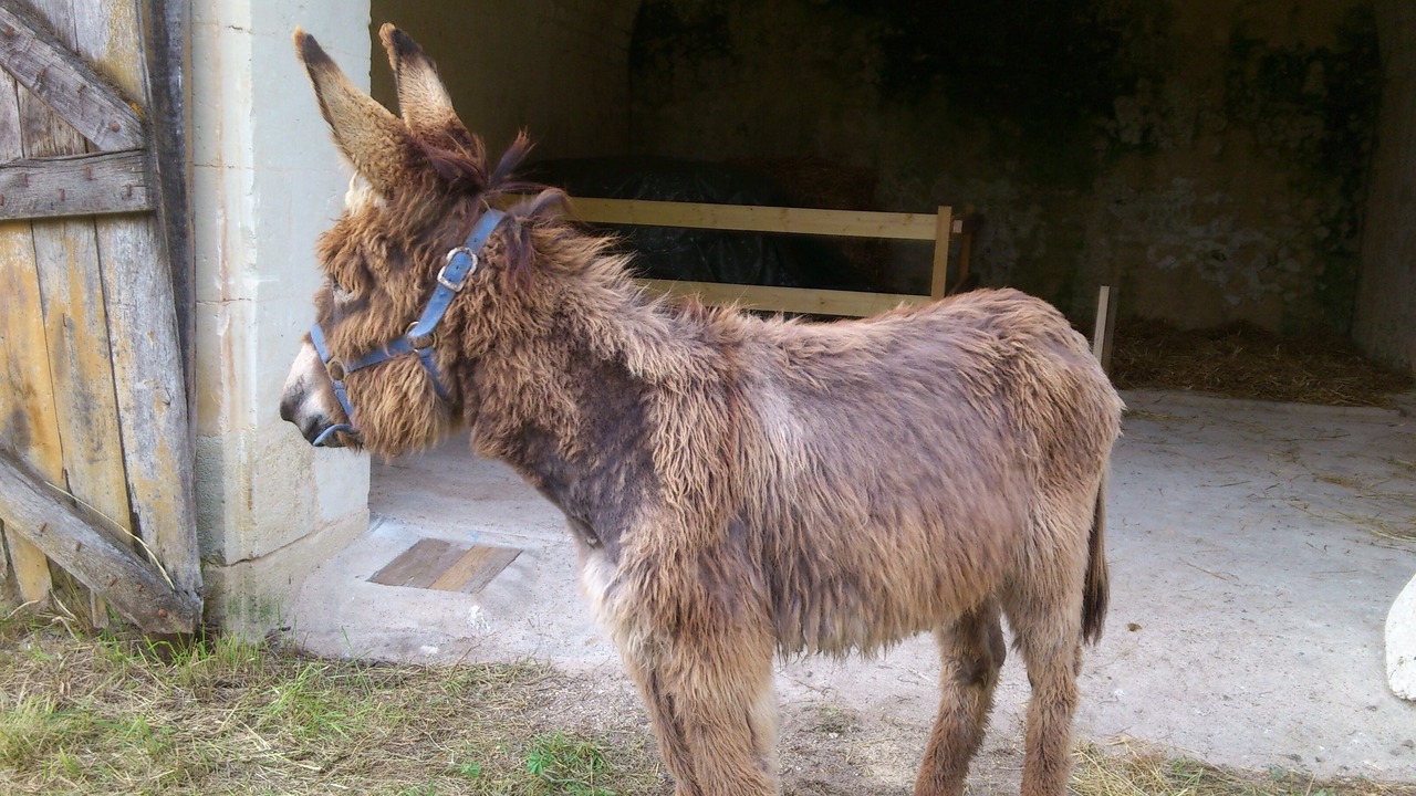 Photo of Outdoor in Boussay