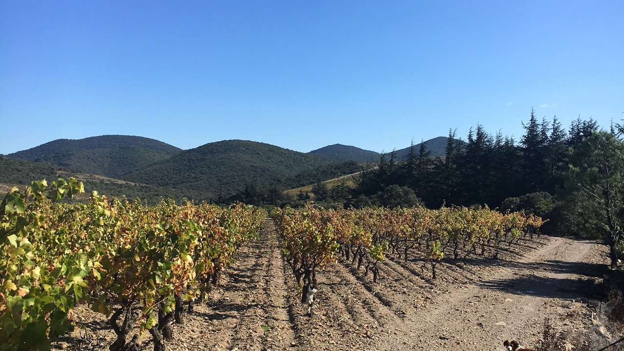 Photo of Others in Villeneuve-les-Corbieres