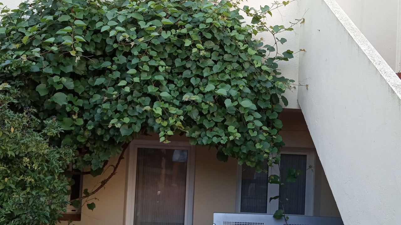 Photo of Patio Balcony in Saus