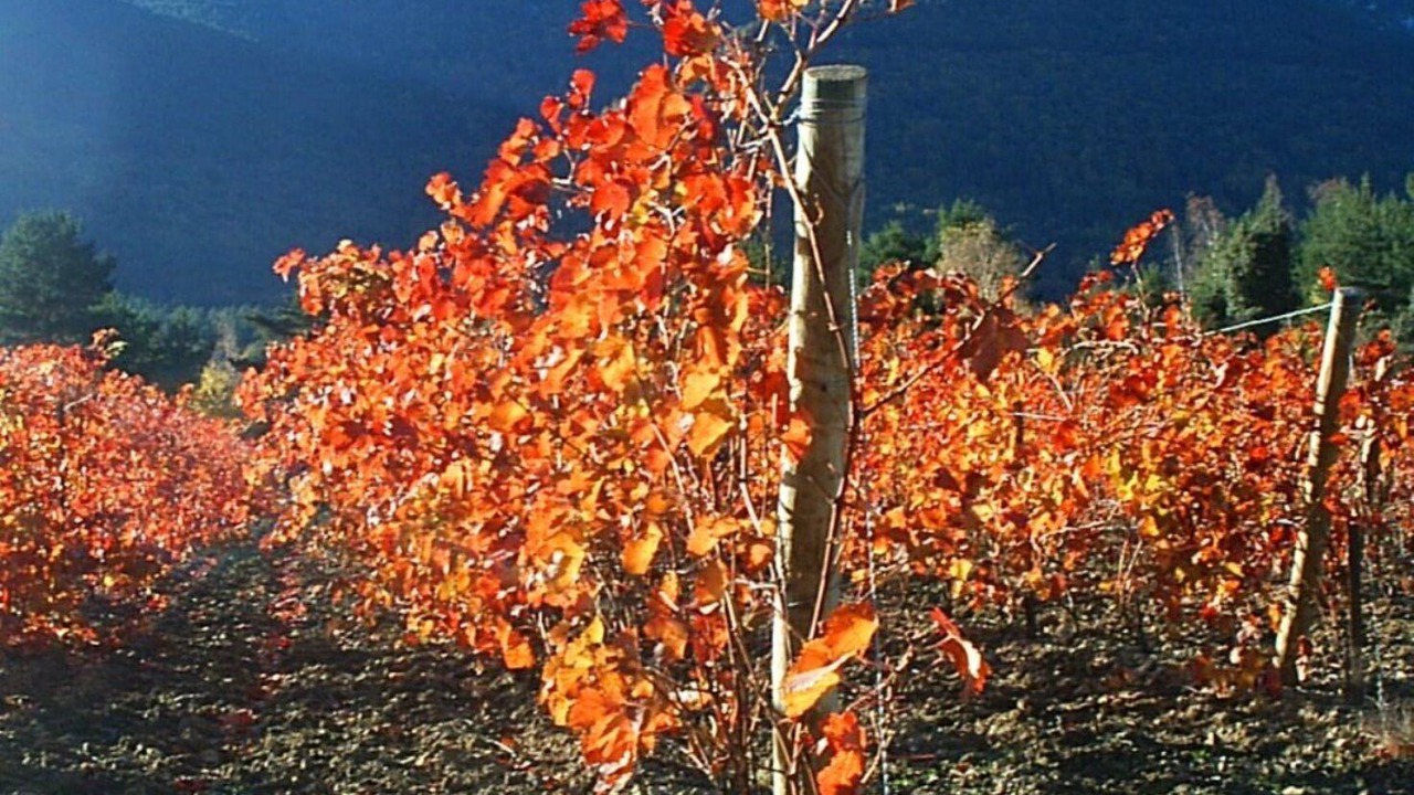 Photo of Others in Fosse