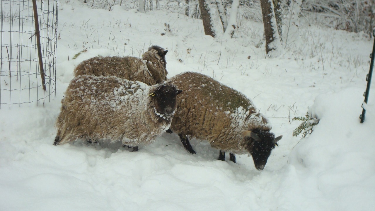 Photo of Others in Montjoie-en-Couserans