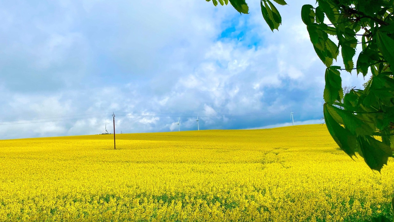 Photo of Others in Le Truel