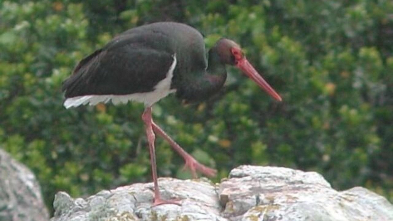 Photo of Others in Horcajo