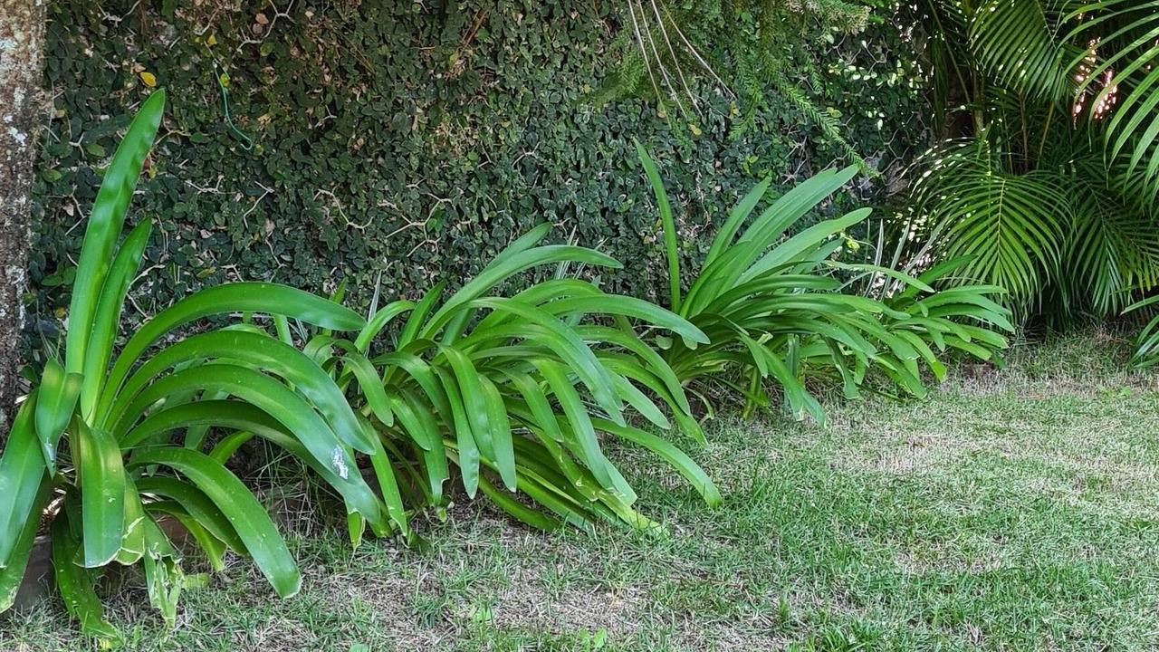 Photo of Outdoor in Jarabacoa