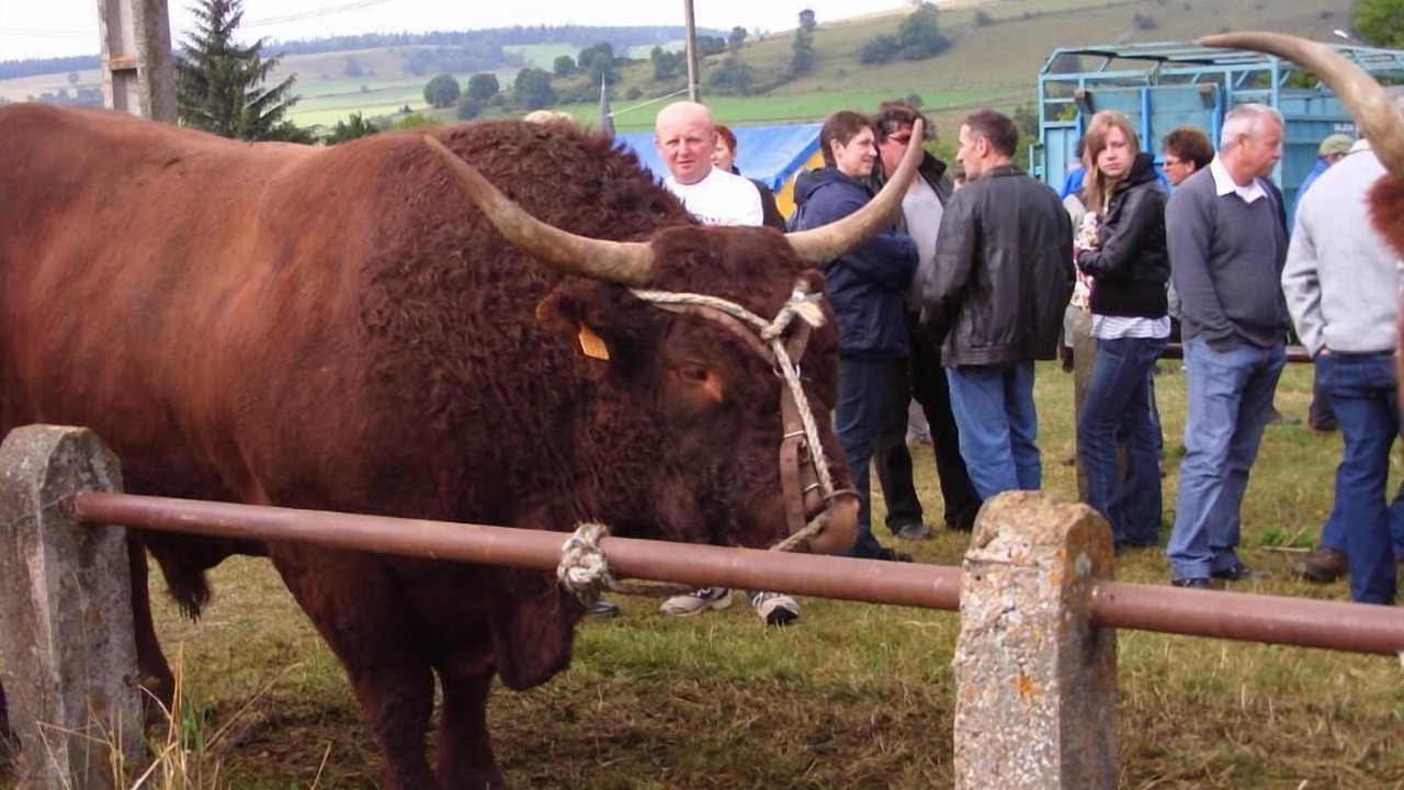 Photo of Others in Massiac