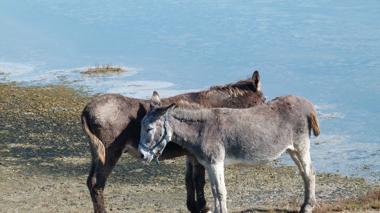 Photo of Others in La Chaume
