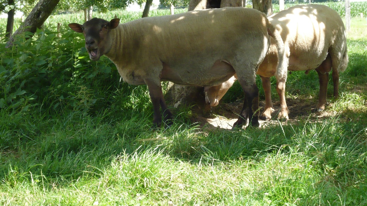 Photo of Outdoor in Lapenty