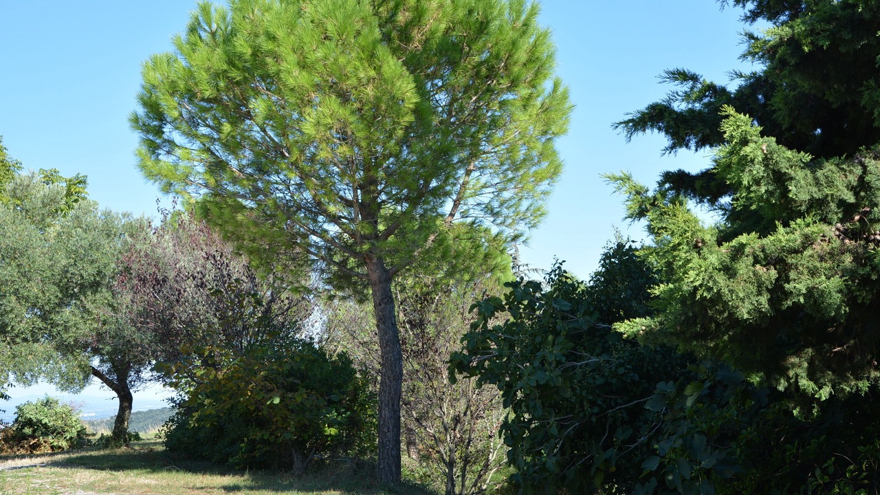 Photo of Outdoor in Laurac