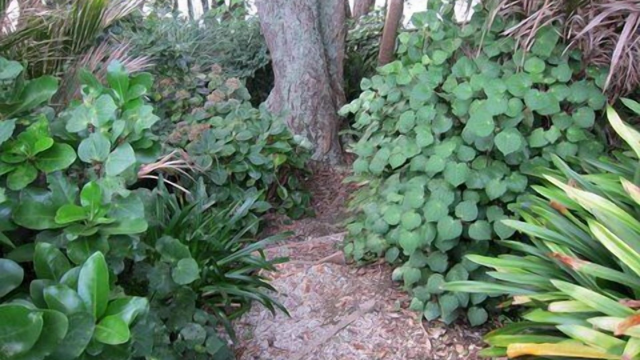 Photo of Others in Beachlands