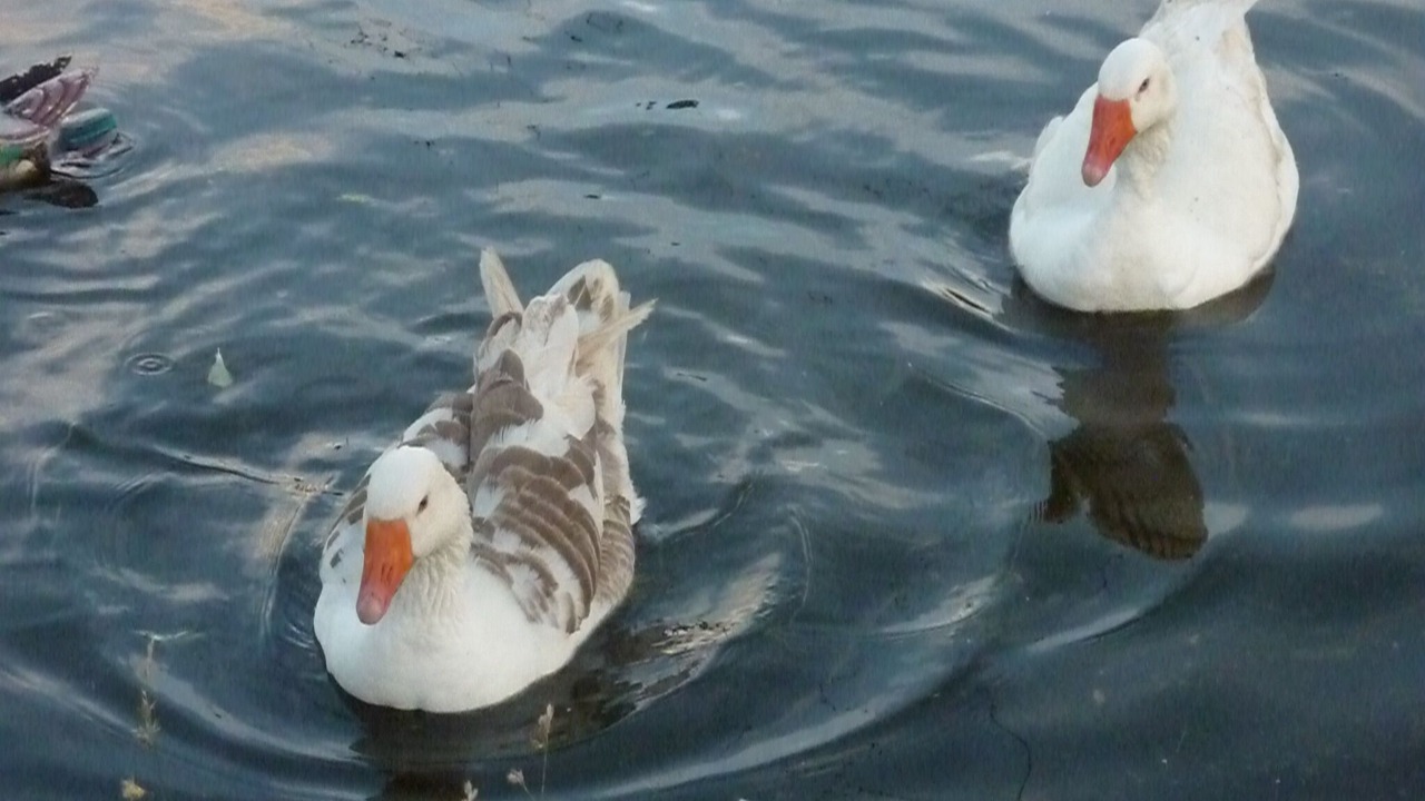 Photo of Others in Hardanges