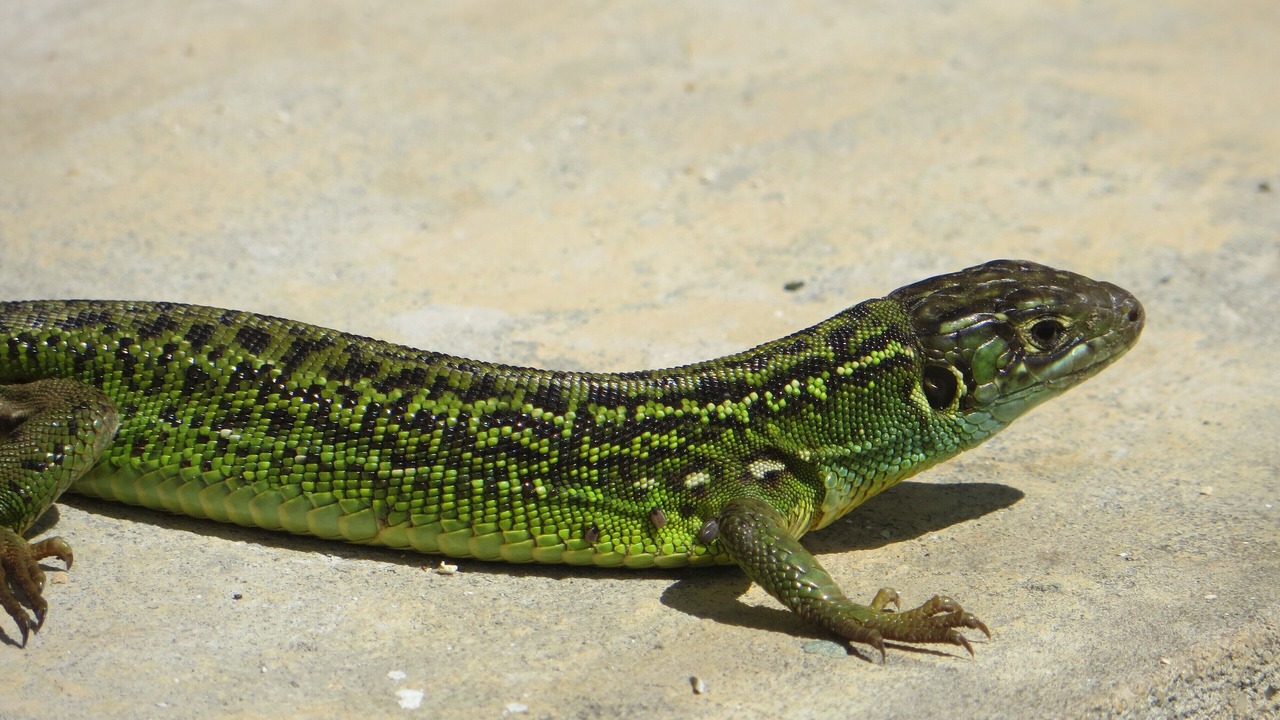 Photo of Others in Lamonzie-Montastruc