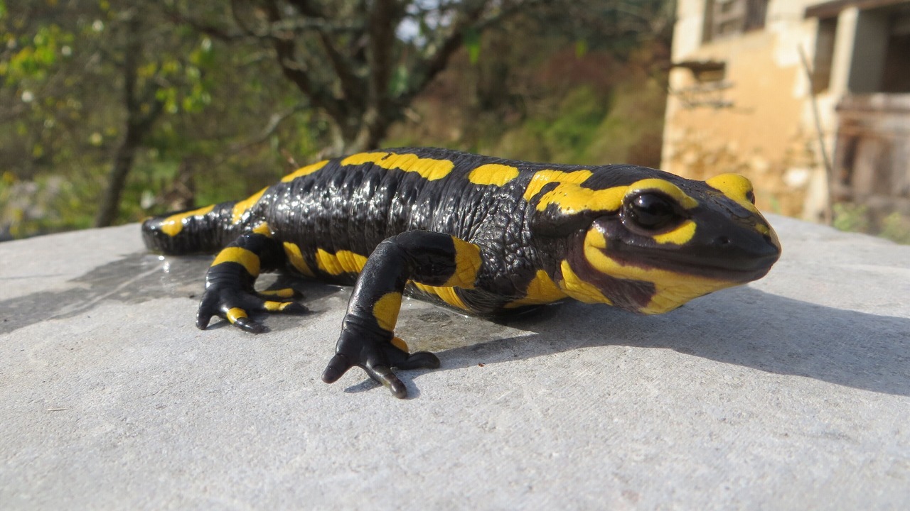 Photo of Others in Lamonzie-Montastruc