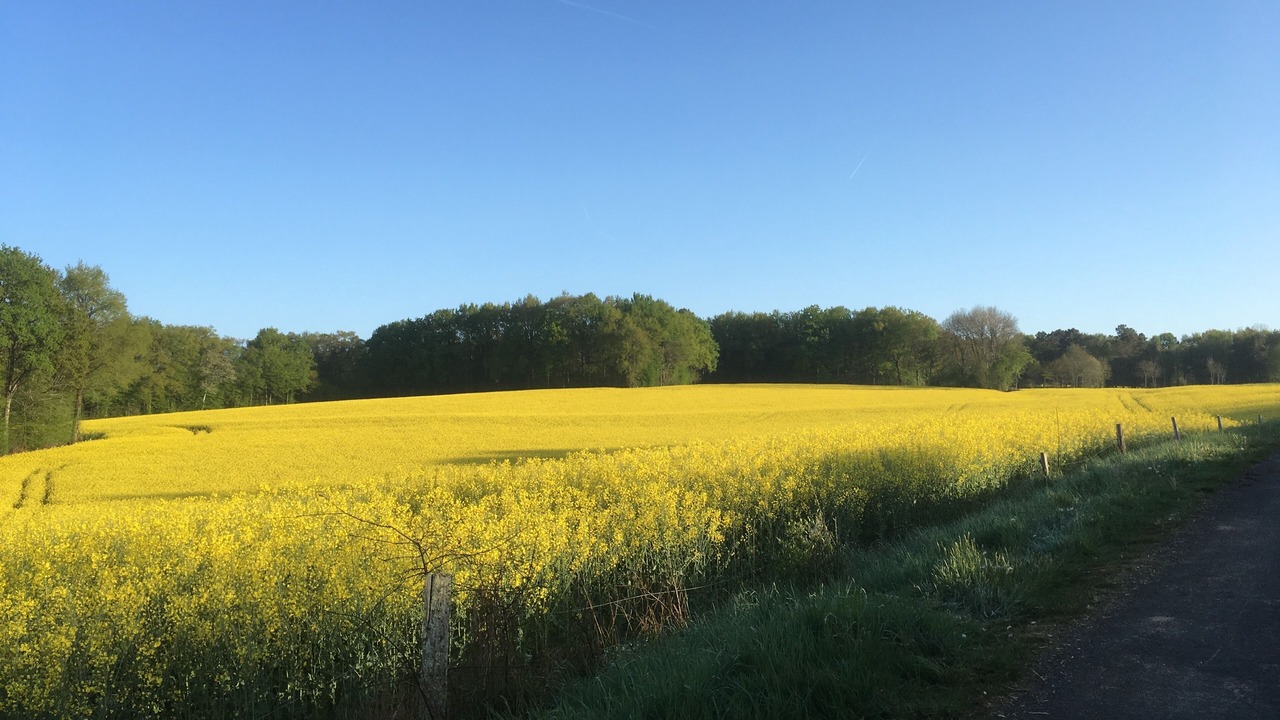 Photo of Others in Chalais