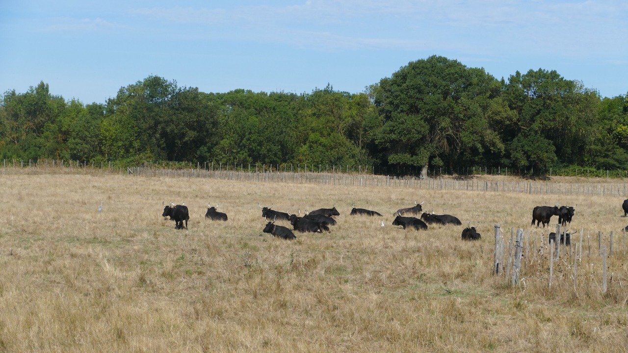 Photo of Others in Gallician