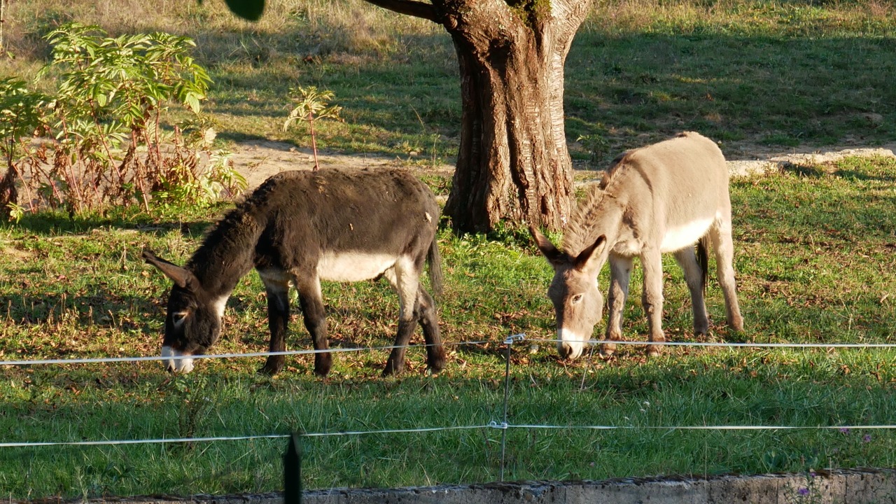 Photo of Outdoor in Camarade