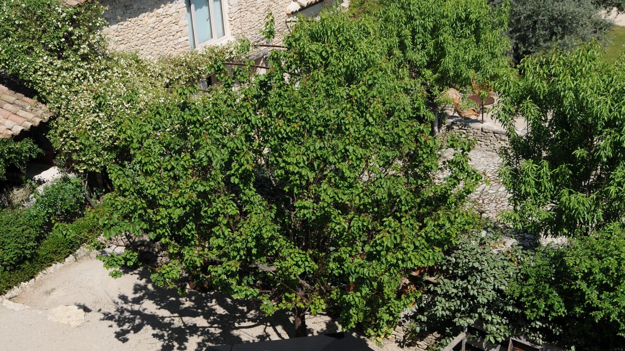 Photo of Others in Forcalquier