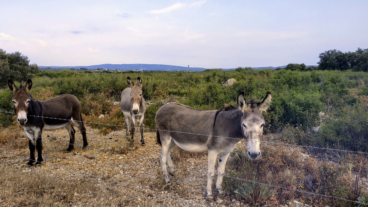 Photo of Outdoor in Cournonsec