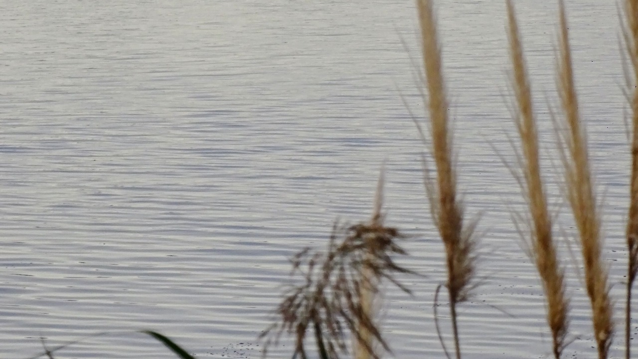 Photo of Others in Le Grau-Du-Roi