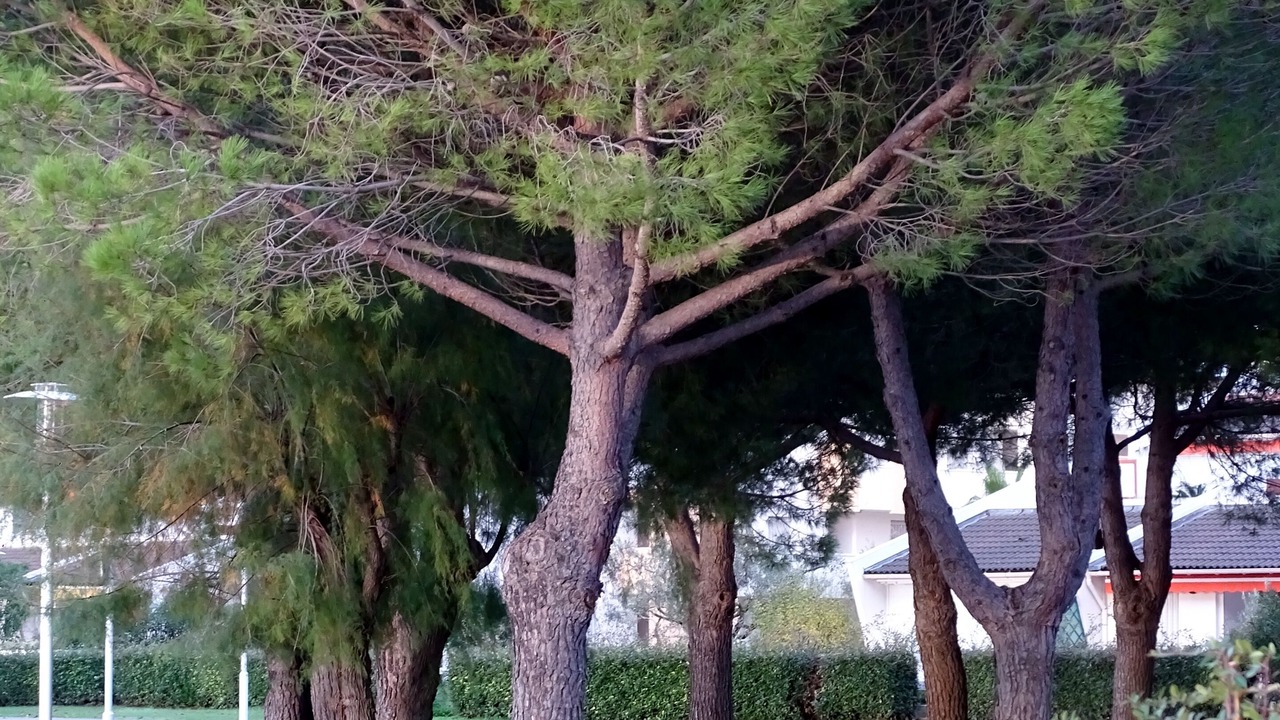 Photo of Outdoor in Le Grau-Du-Roi