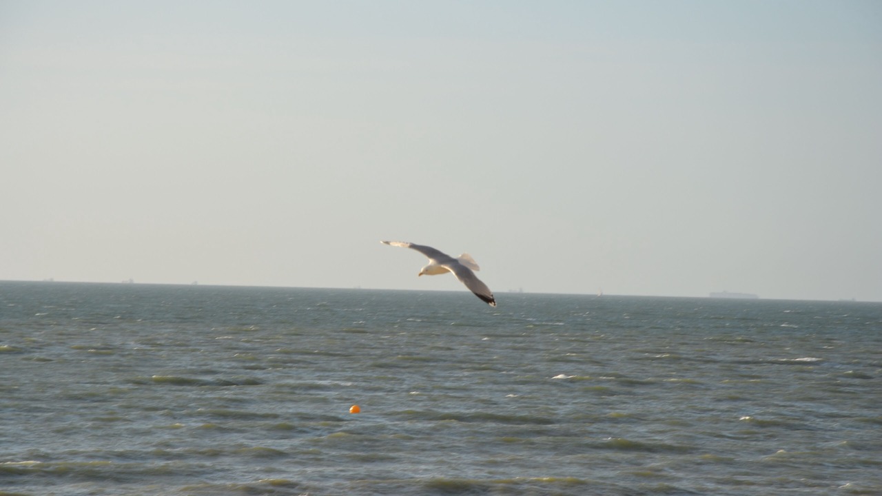 Photo of Others in Blonville-sur-Mer
