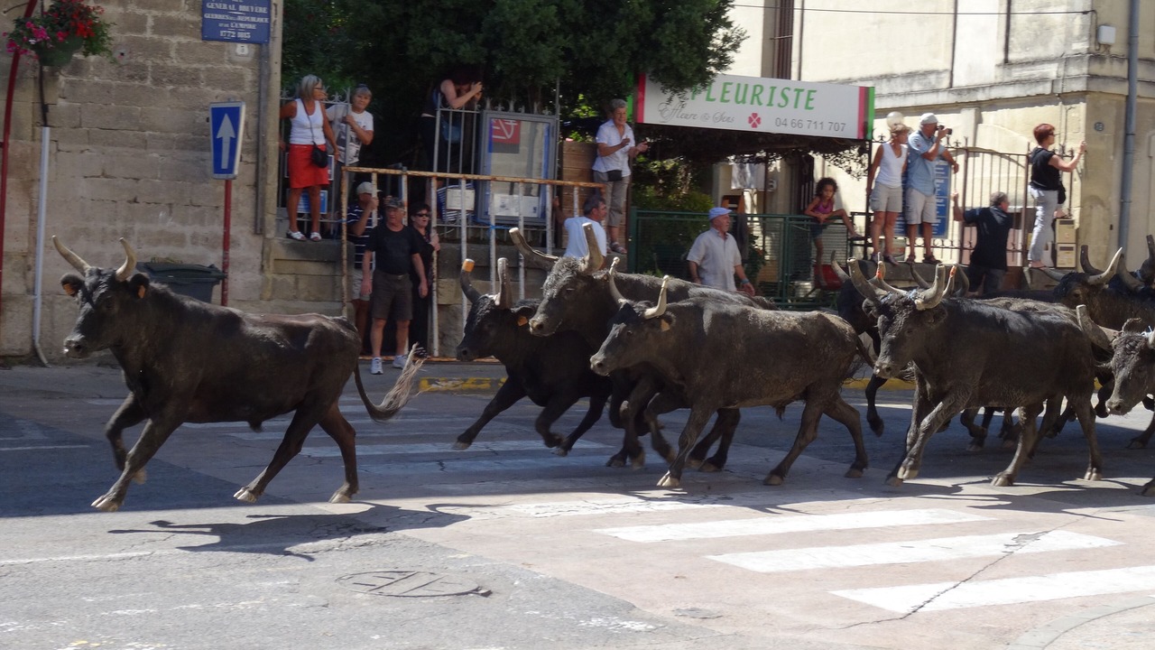 Photo of Outdoor in Sommieres