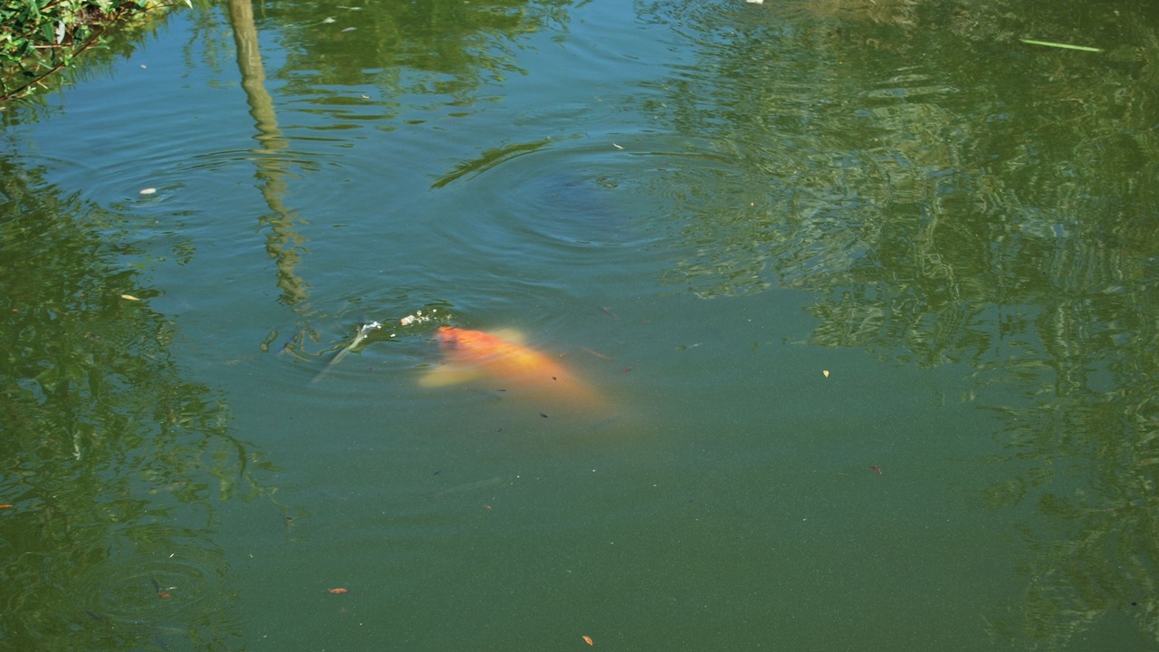 Photo of Outdoor in Cormeilles