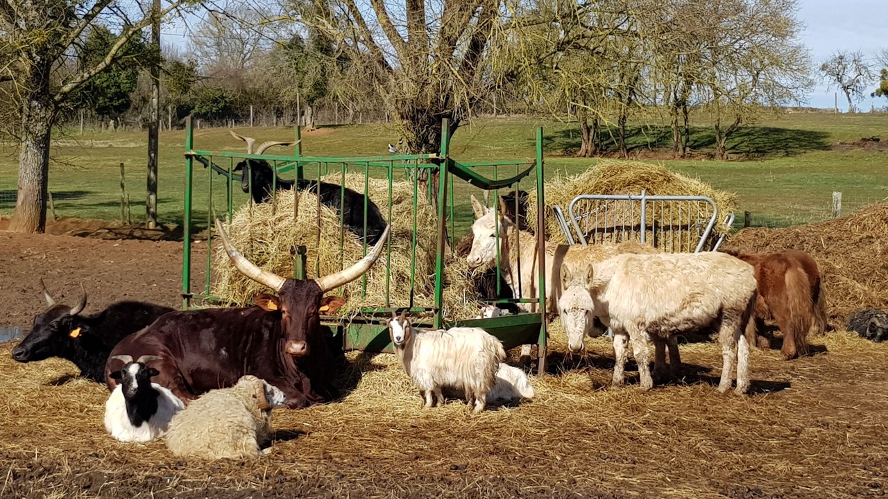 Photo of Outdoor in Sainte-Colombe-des-Bois