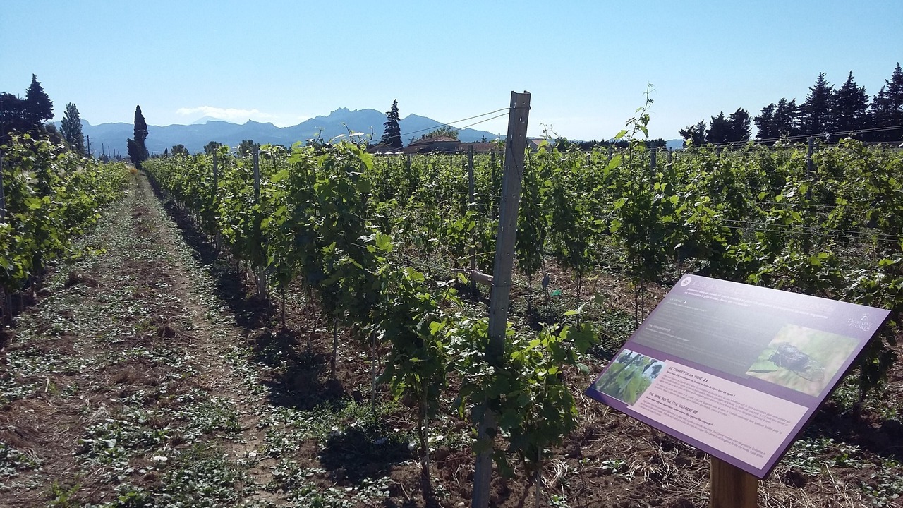 Photo of Outdoor in Violes