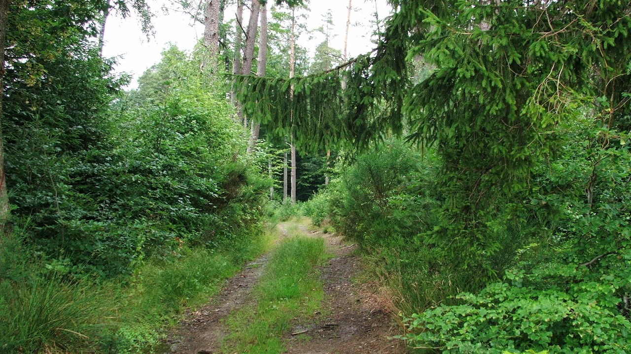 Photo of Outdoor in Provencheres-sur-Fave