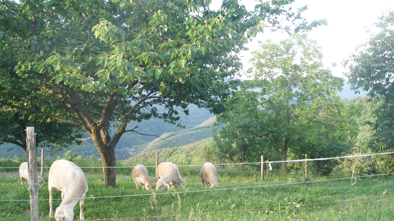 Photo of Outdoor in Montferrer
