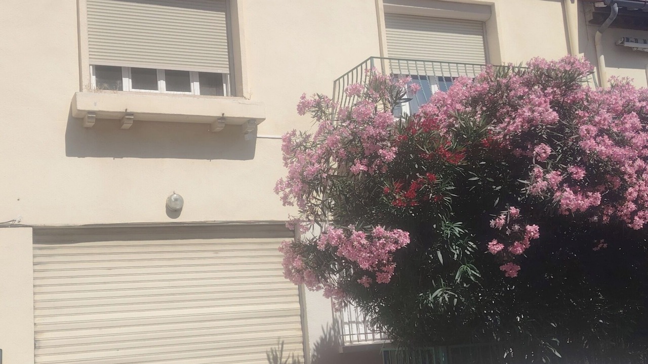 Photo of Outdoor in Les Platanes