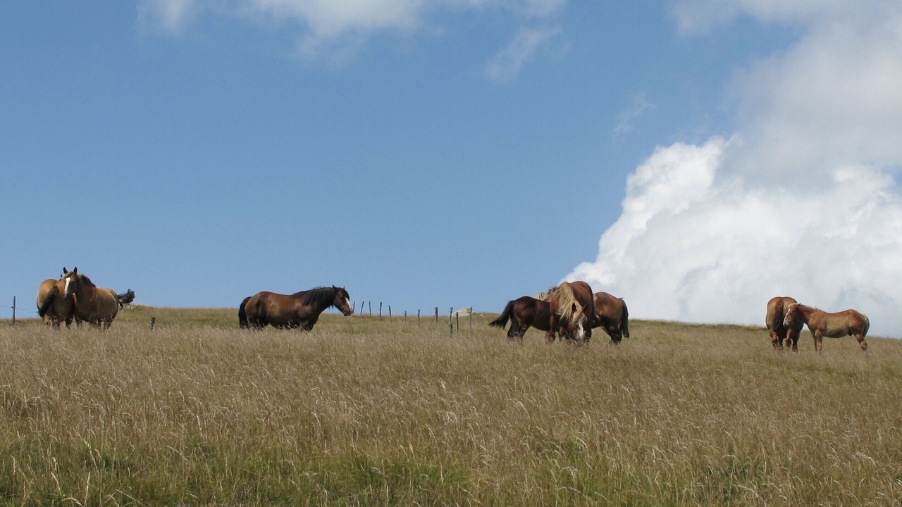 Photo of Others in Bagneres-de-Luchon