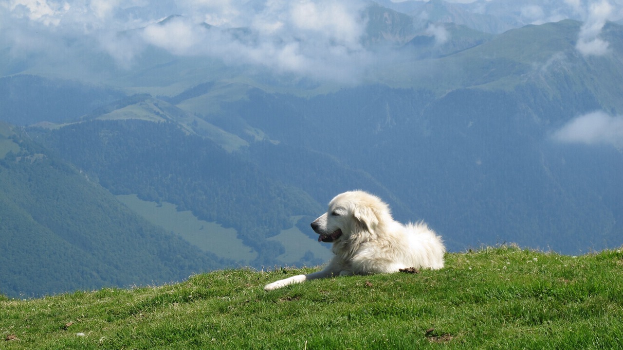 Photo of Others in Bagneres-de-Luchon