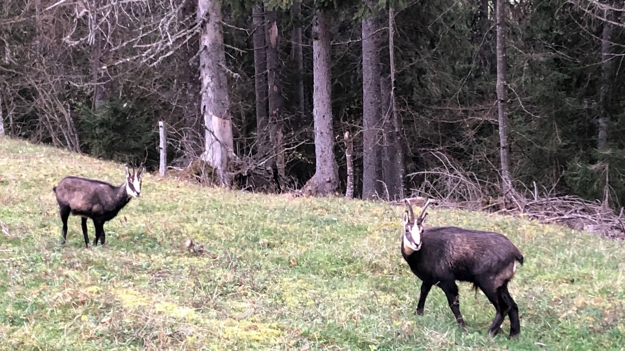 Photo of Others in Bois-d'Amont