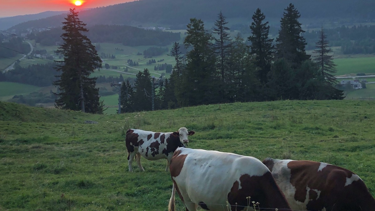 Photo of Others in Bois-d'Amont