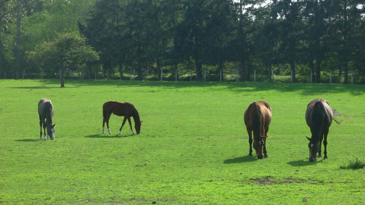 Photo of Others in Roeze-sur-Sarthe