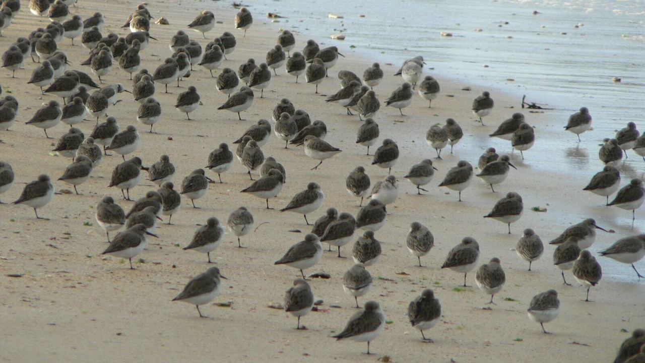 Photo of Others in Luc-sur-Mer
