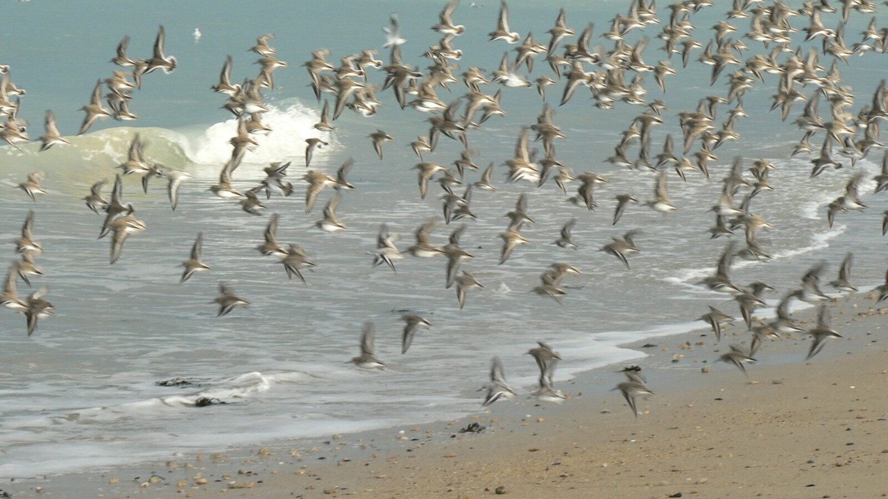 Photo of Others in Luc-sur-Mer