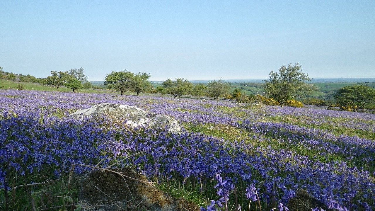 Photo of Others in East Portlemouth