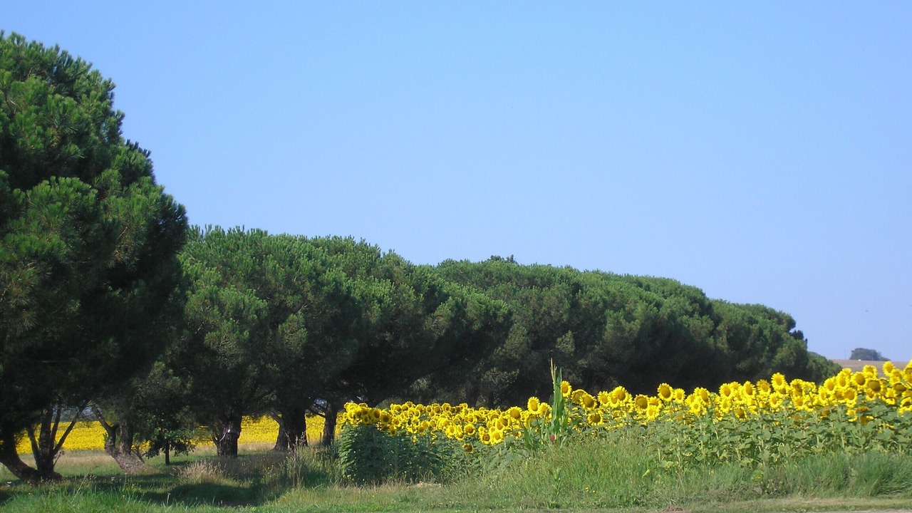 Photo of Outdoor in Saverdun