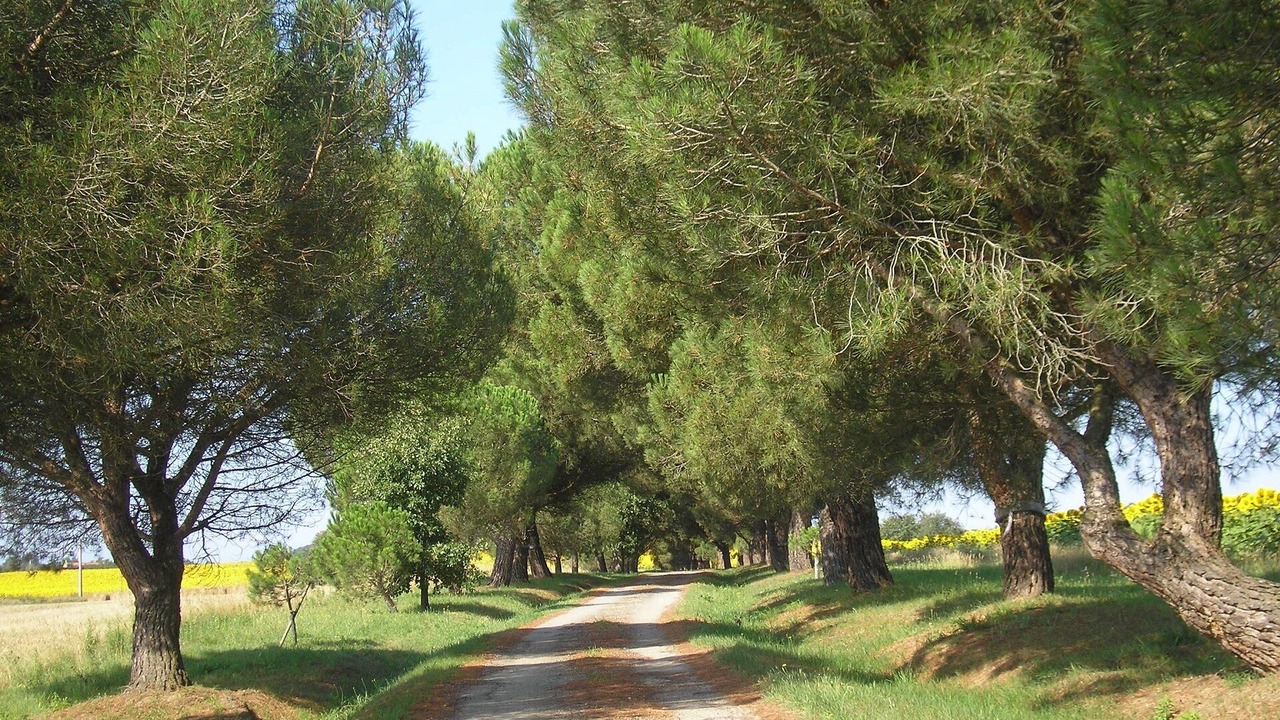 Photo of Outdoor in Saverdun