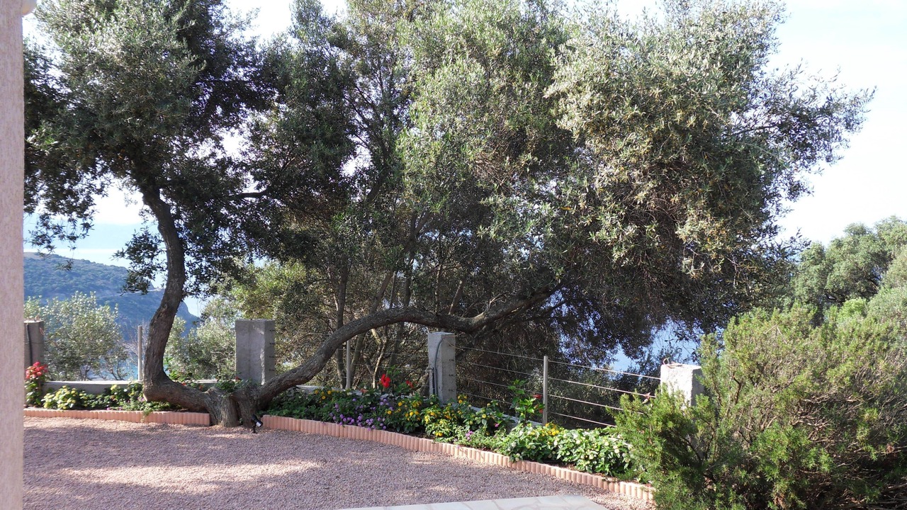 Photo of Outdoor in Cargese