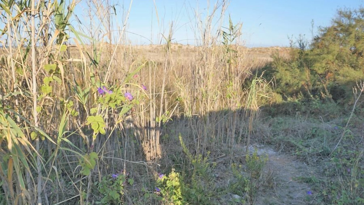 Photo of Others in Molinell
