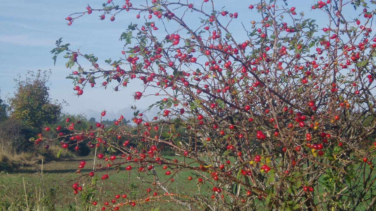 Photo of Others in Eyemouth